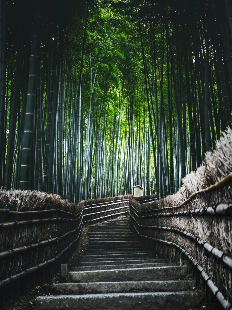 Forêt de bambous d'Arashiyama, Kyoto, Japon