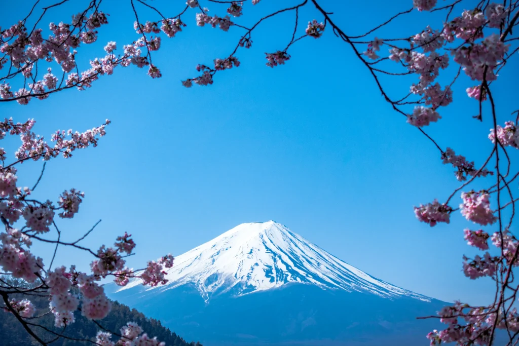Mont Fuji et cerisiers en fleurs