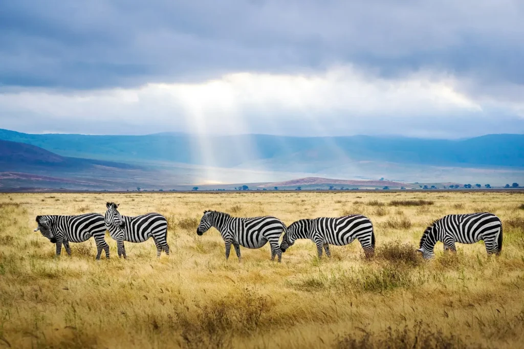 Parc national du Serengeti, Tanzanie.