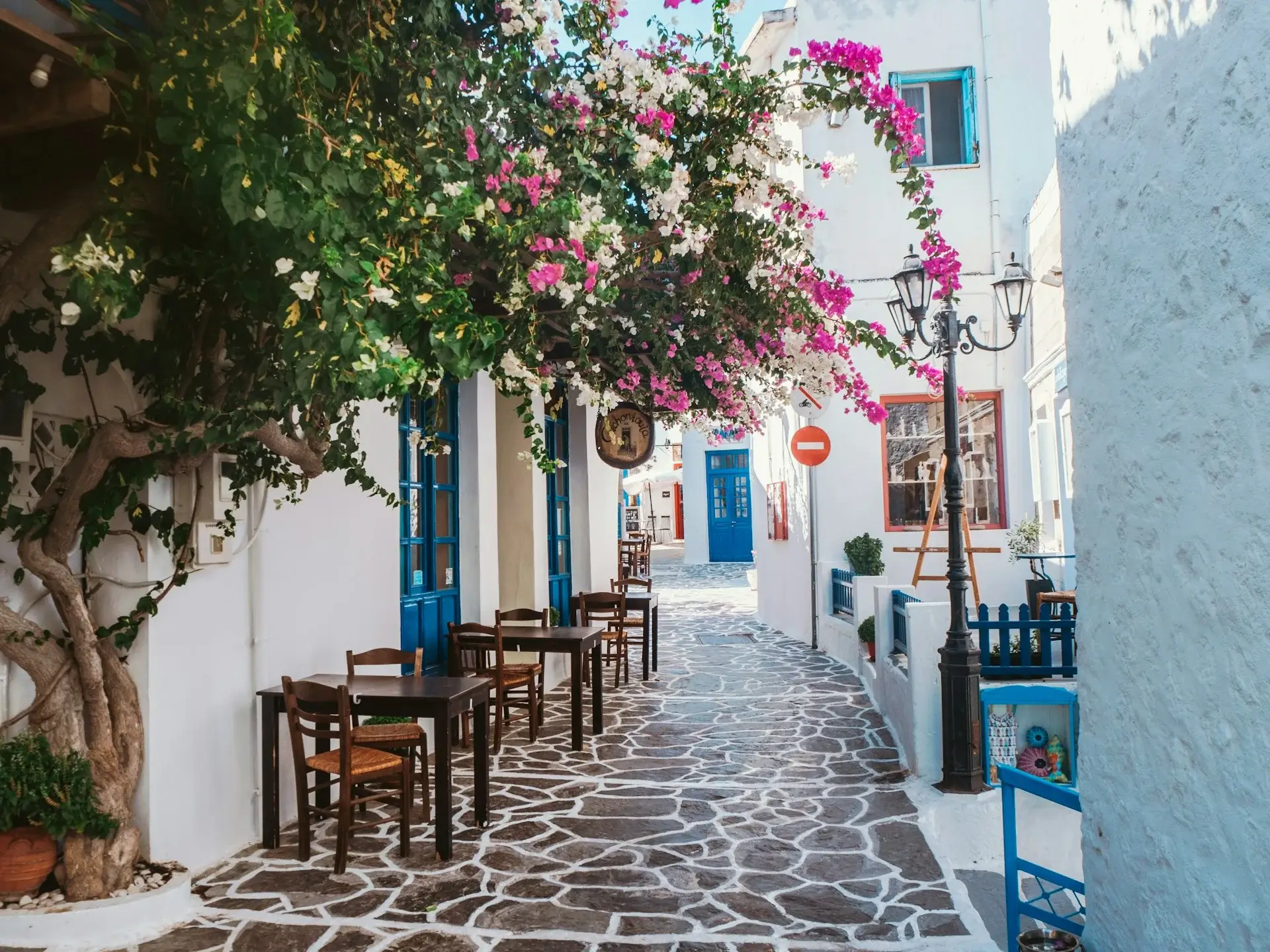 Arbre à fleurs roses en Grèce.