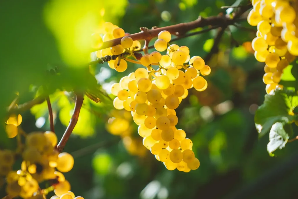 Raisins jaunes en France.