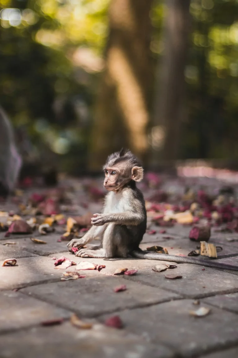 Bébé singe trouvé dans la Forêt des Singes Sacrés à Ubud
