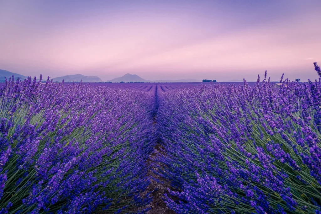 Coucher de soleil coloré sur un champ de lavande en été, fleurs aromatiques violettes près de Valensole en Provence, France