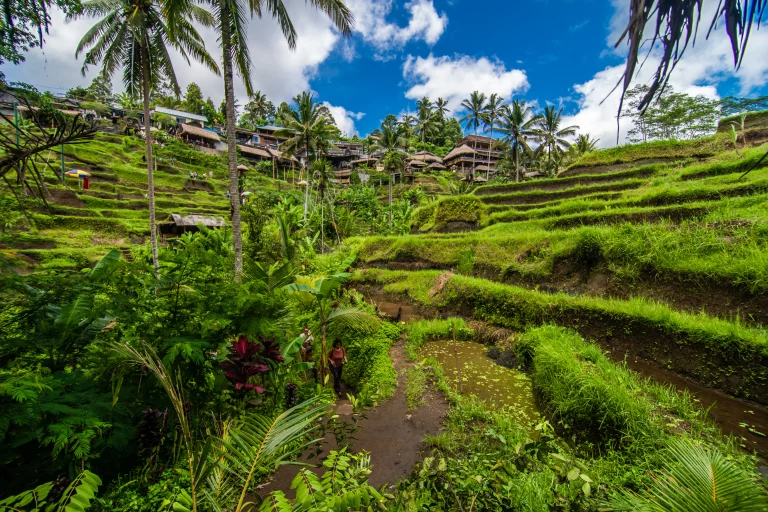 Rizières en terrasses à Tegallalang, Ubud, Bali