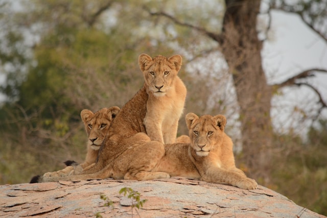 Trois lions au Parc national Kruger, Réserve de safari, Afrique du Sud