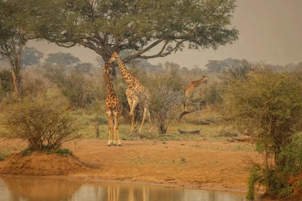 A group of giraffes near a watering hole