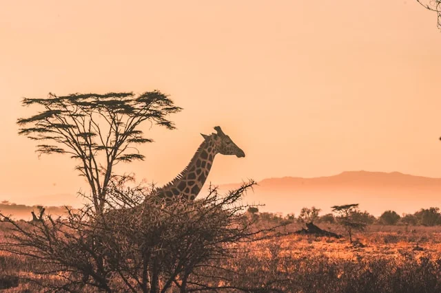 Safari en Afrique avec animaux sauvages