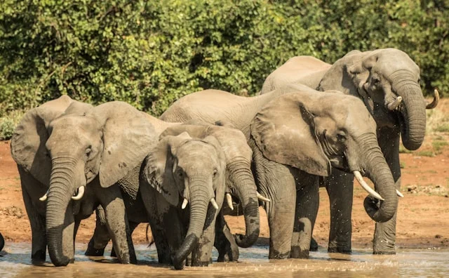 Éléphants buvant de l'eau, Parc national Kruger, Afrique du Sud