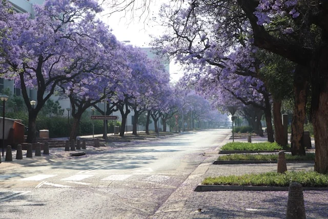 Arbres de jacaranda en fleurs, Afrique du Sud