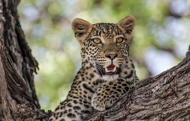 Jeune léopard dans un arbre, Botswana