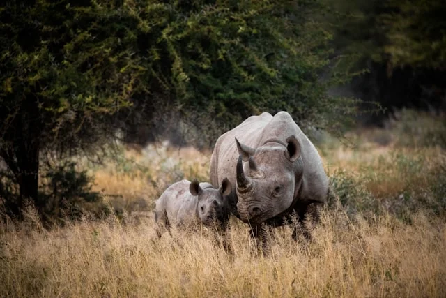 Mère rhinocéros et son petit, Parc national Kruger, Afrique du Sud