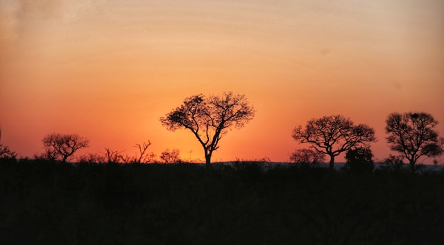 Paysage du Parc Kruger, Afrique du Sud