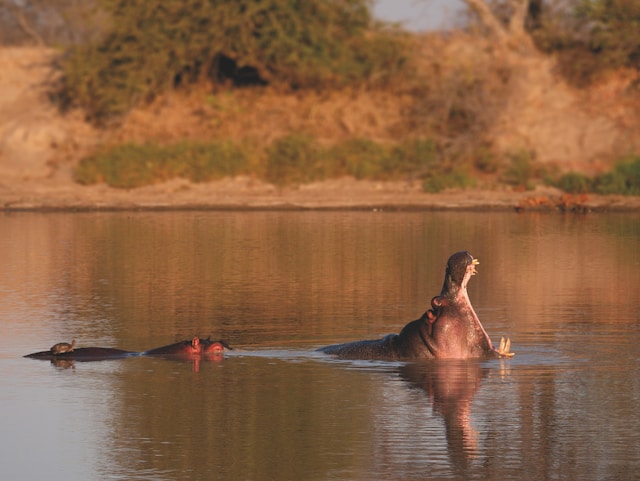 Hippopotame avec une tortue sur le dos, Parc Kruger, Afrique du Sud