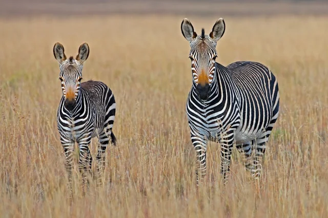 Parc national de Mountain Zebra, Afrique du Sud