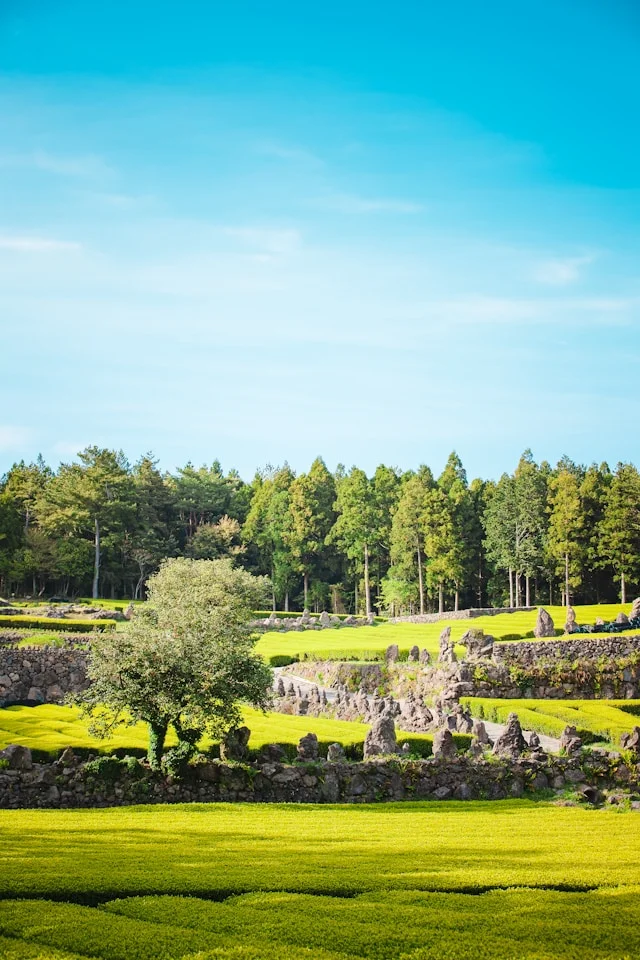 Ferme de thé vert Seogwi à Jeju, Corée du Sud