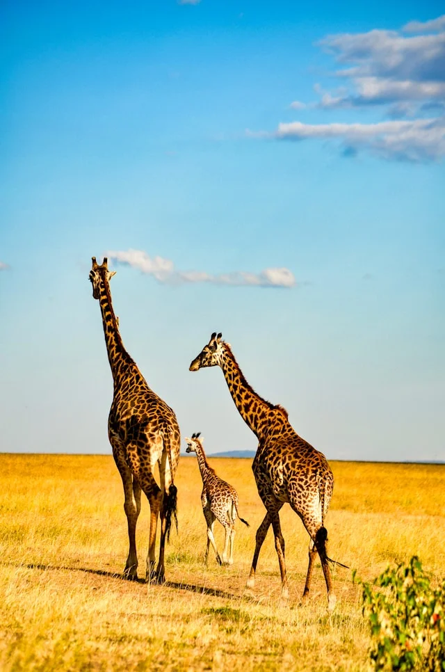 Vue imprenable sur la réserve de Masai Mara, Kenya