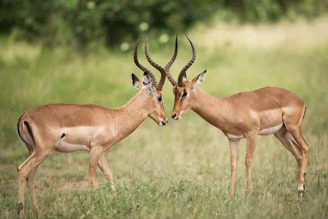 Deux cerfs bruns sur un champ d'herbe verte, Parc national Kruger, Afrique du Sud