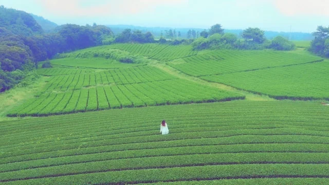 Paysage verdoyant de Jeju, Corée du Sud