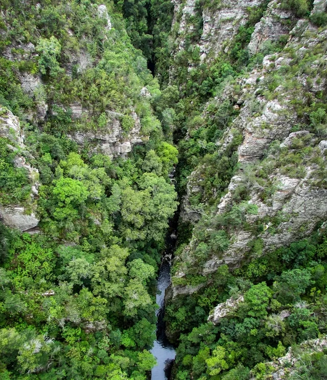 Arbre vert à Knysna, Afrique du Sud