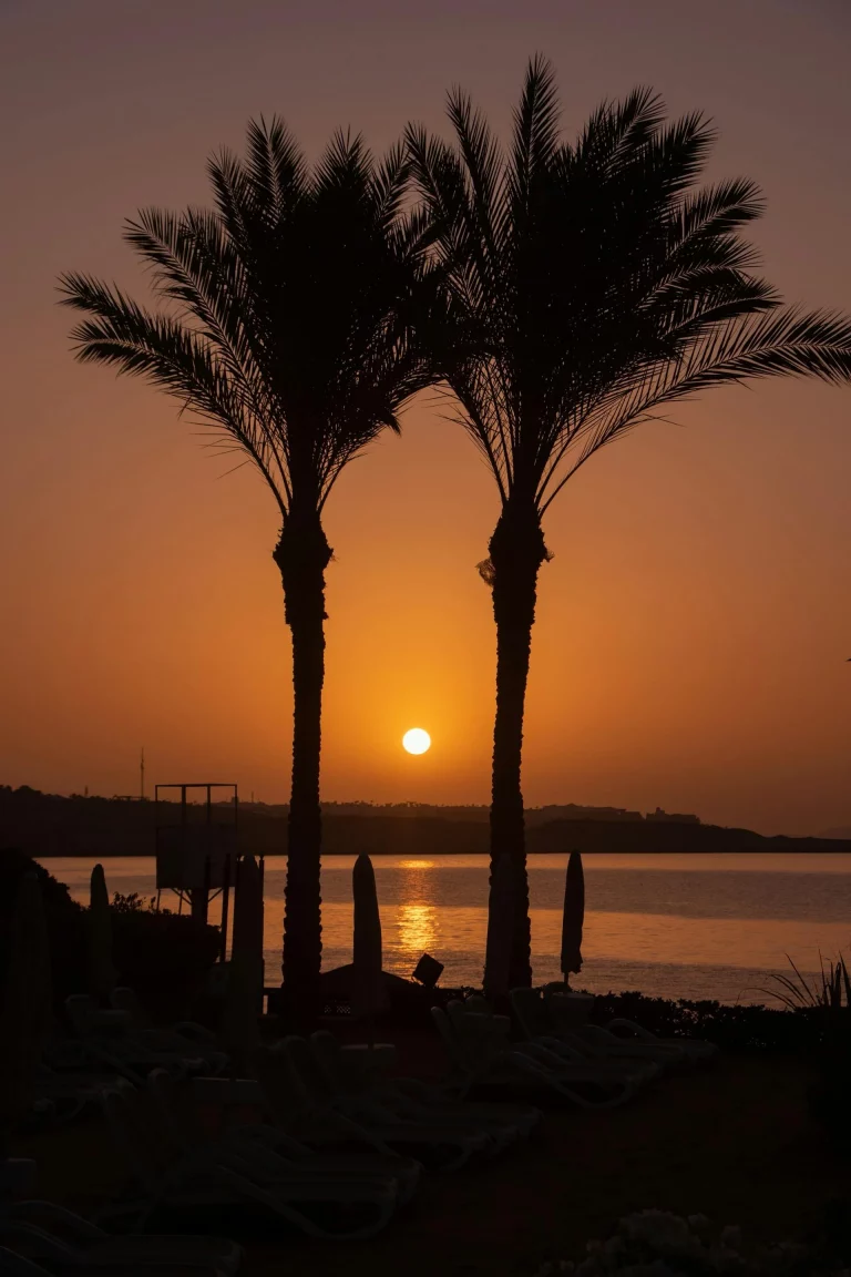 Deux palmiers à Sharm El Sheikh, Égypte