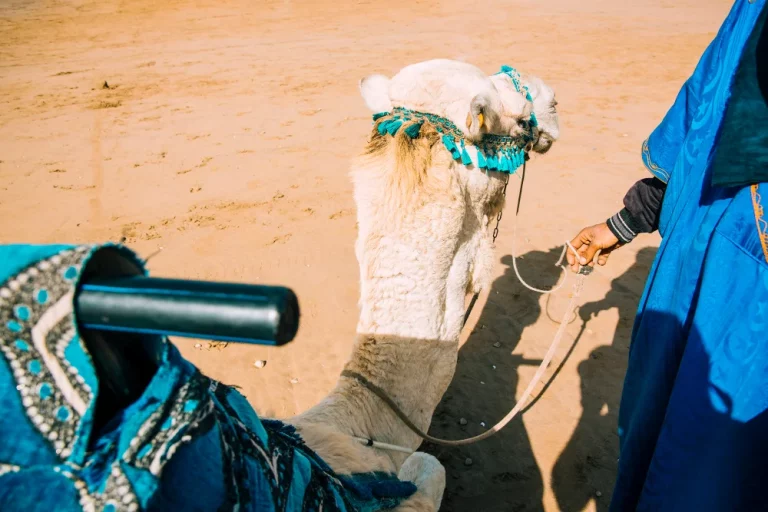 Chameau dans un paysage désertique au Maroc