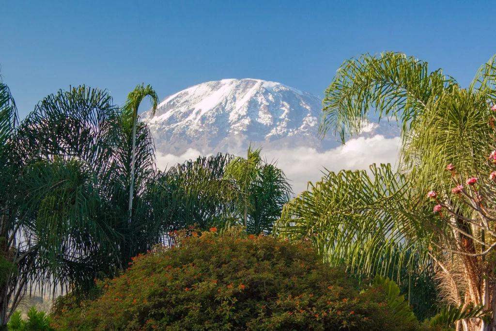 Picturesque view of Mount Kilimanjaro framed by lush vegetation.