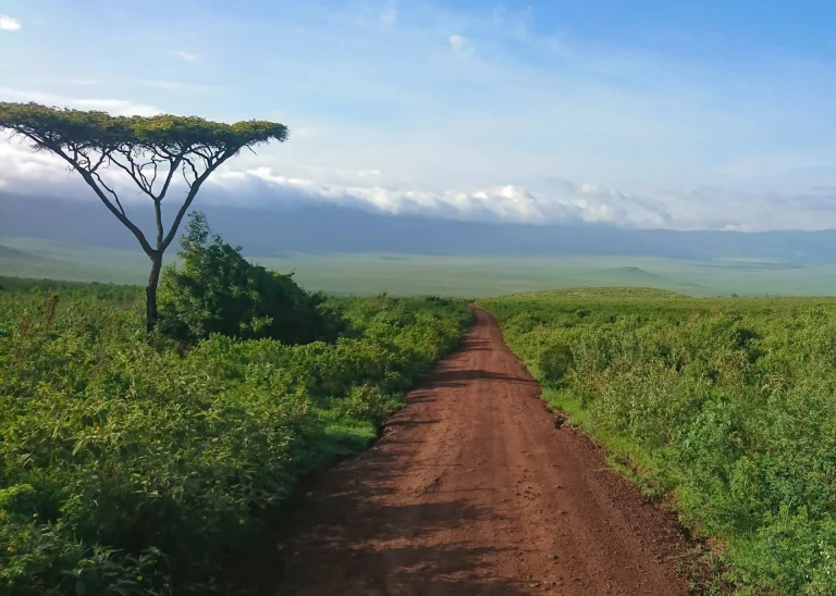 Vue panoramique sur le cratère du Ngorongoro.