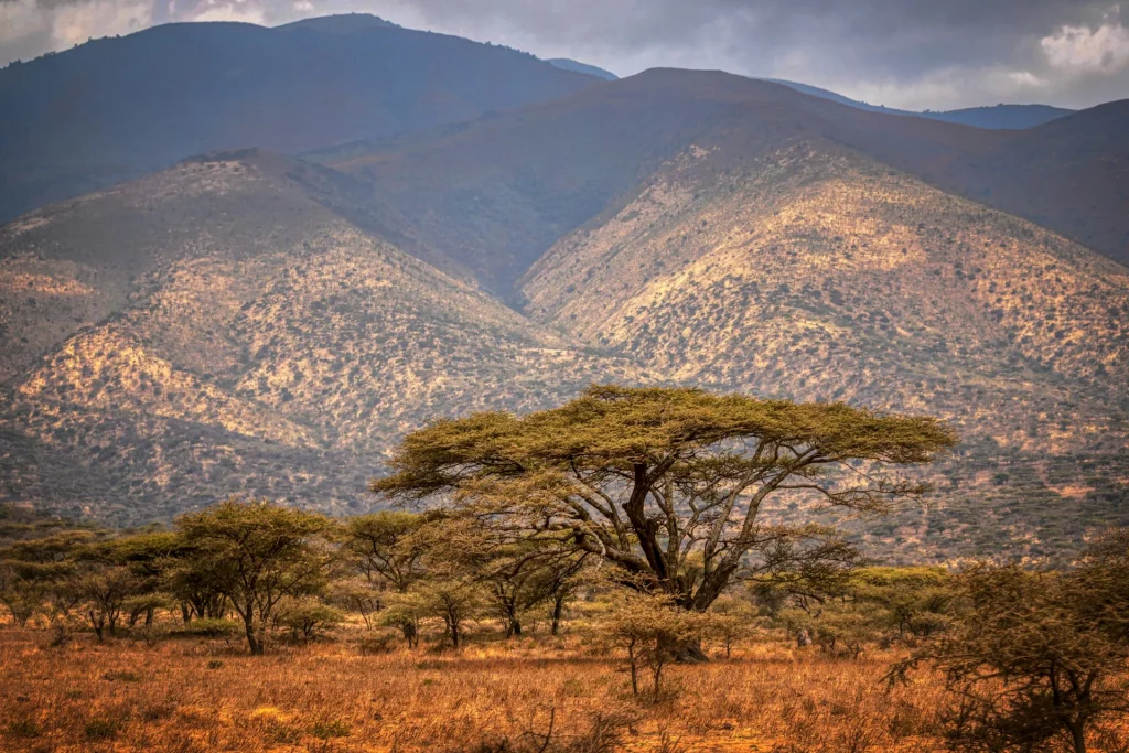 Arbre d'acacia dans la nature sauvage africaine.