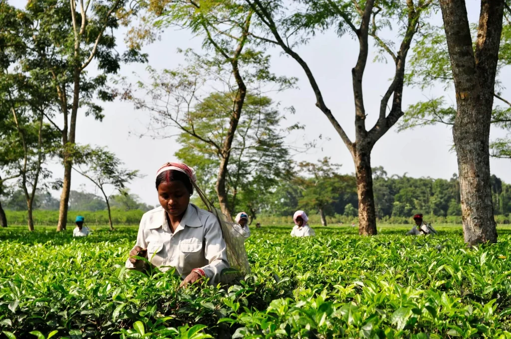 Femmes rurales en Assam cueillant des jeunes pousses de thé