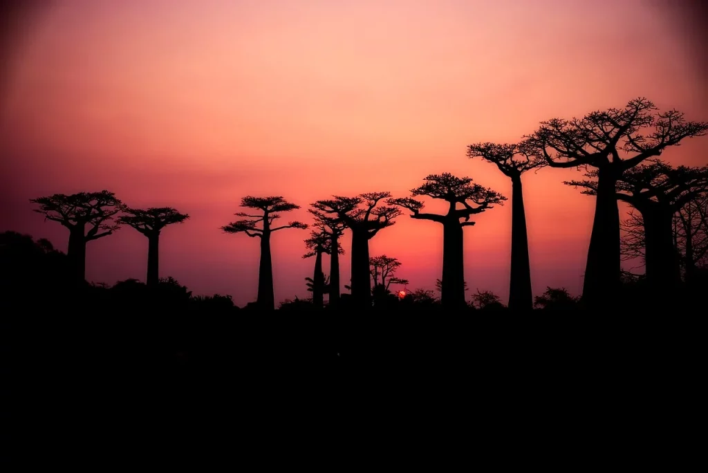 Baobabs au coucher du soleil en Tanzanie.