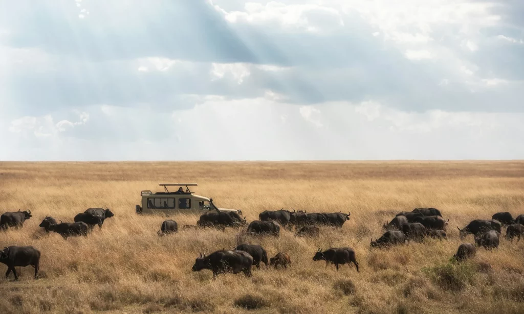 Troupeau de buffles et véhicule de safari dans la savane africaine.