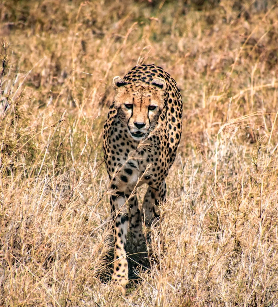 Guépard marchant à travers les prairies africaines.