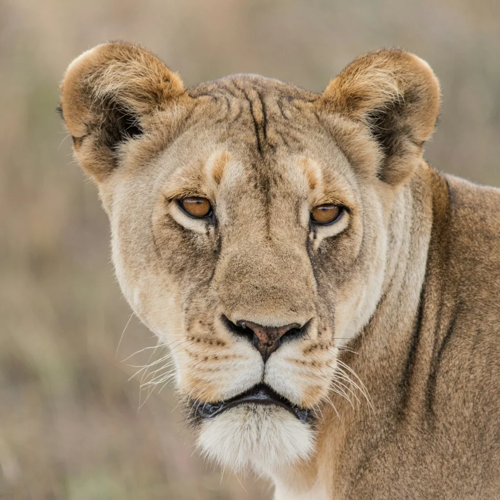 Gros plan d'une lionne dans la savane.