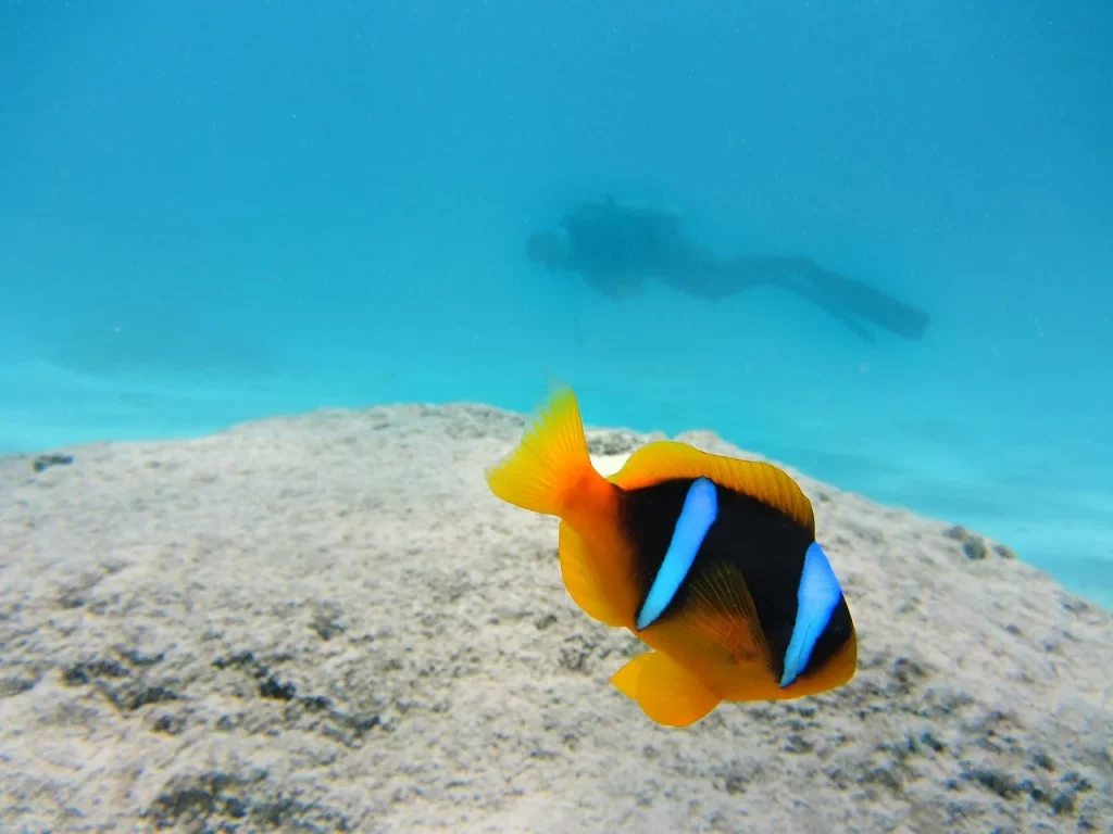 Poisson-clown et plongeur sous l'eau.