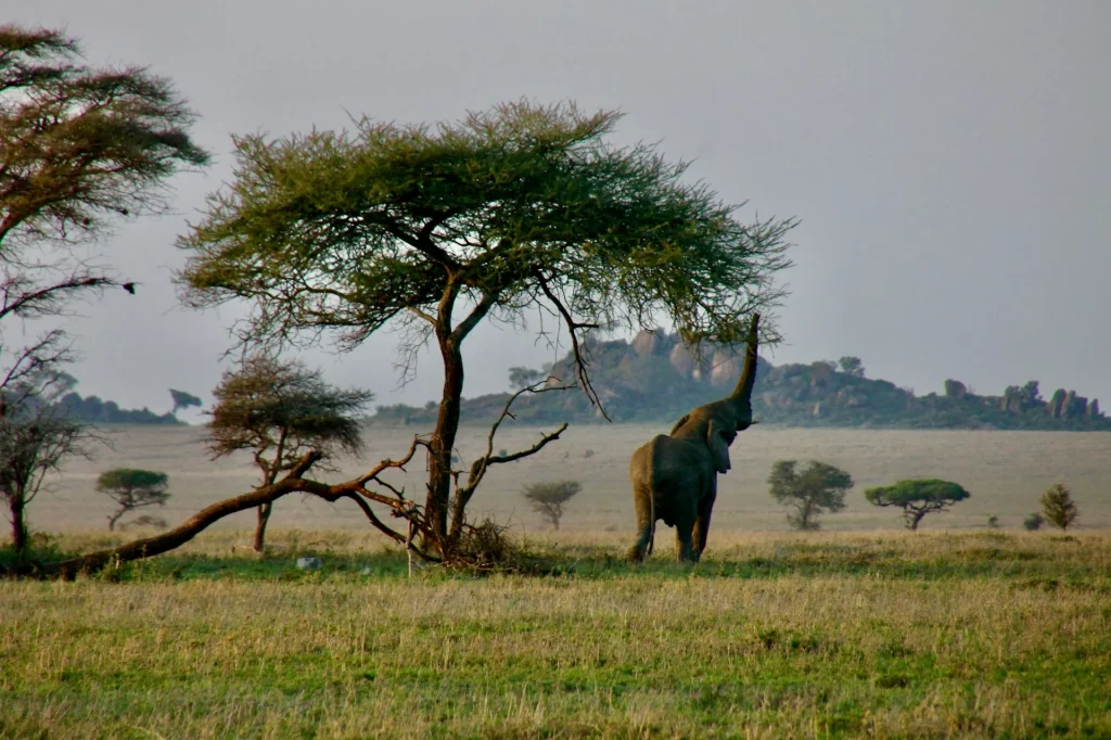 Éléphant dans la savane du Serengeti.