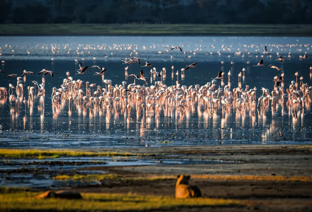 Flamants roses au lac Manyara.