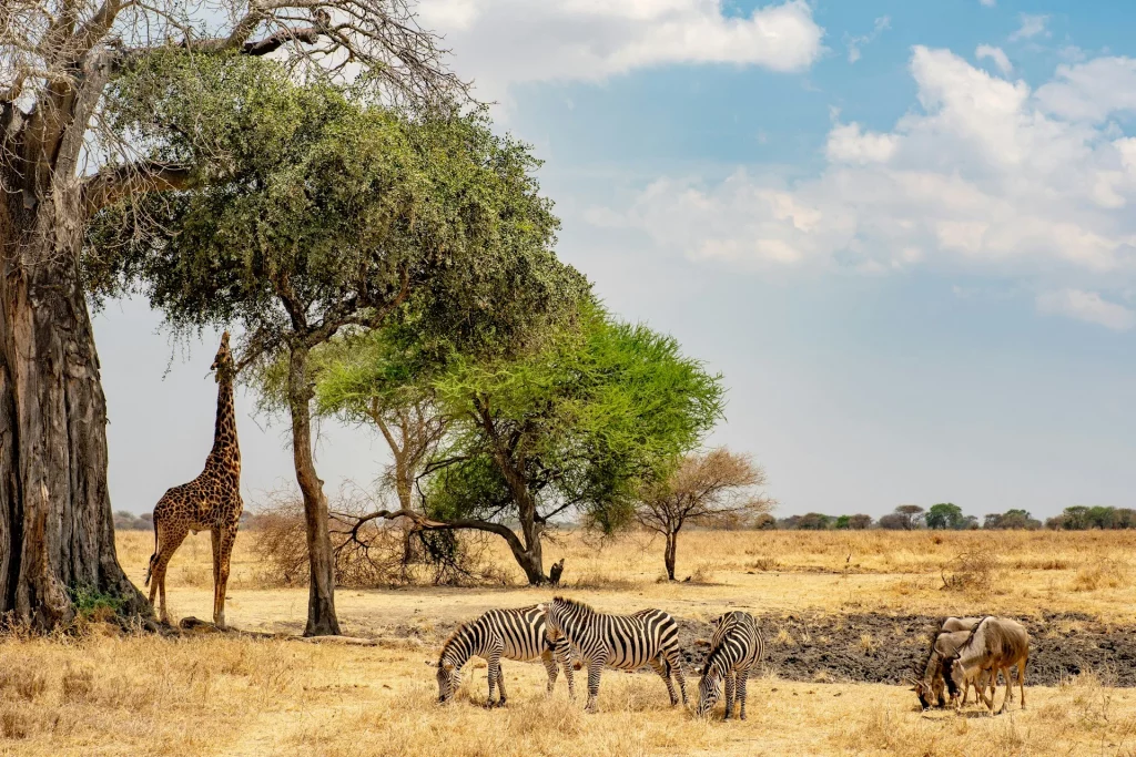 Girafe, zèbres et gnous dans la savane africaine.