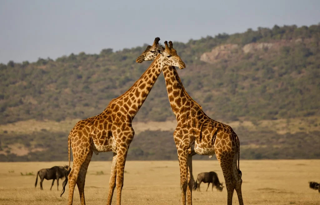 Girafes interagissant dans la savane africaine.