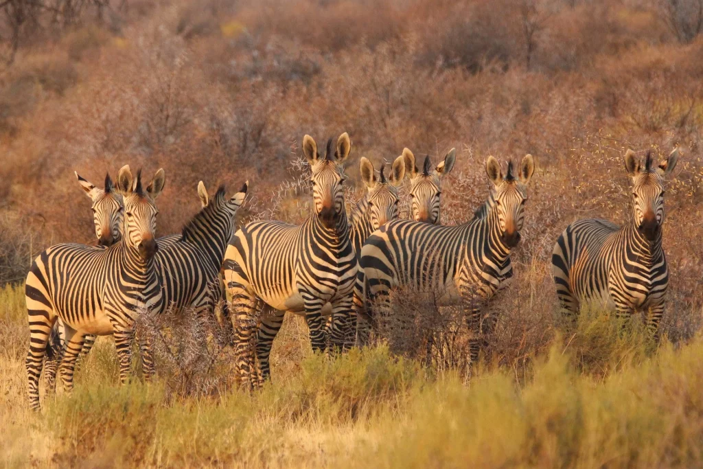 Groupe de zèbres dans leur habitat naturel.