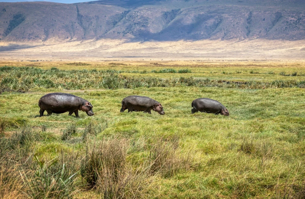 Hippopotames broutant dans les prairies africaines.