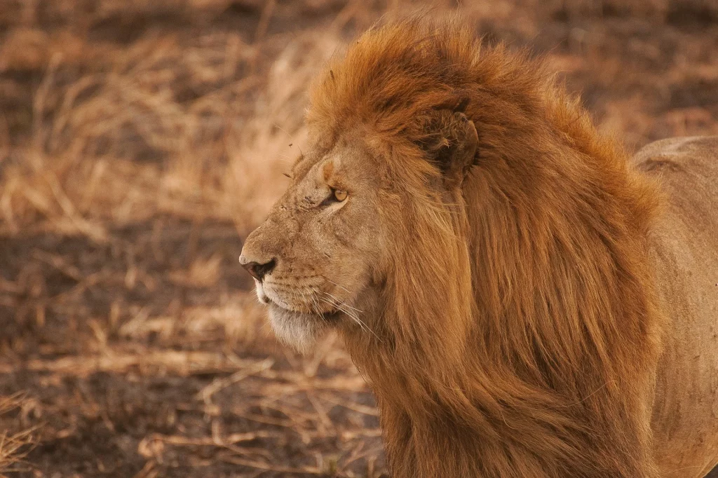 Lion en gros plan dans la savane africaine.