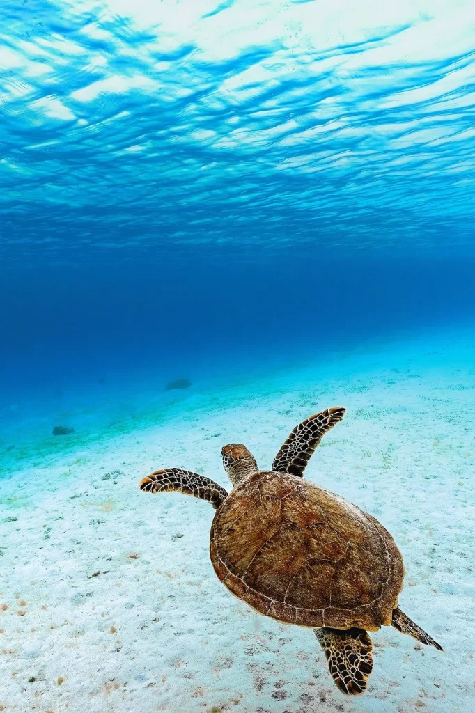 Tortue de mer nageant dans des eaux bleues cristallines.