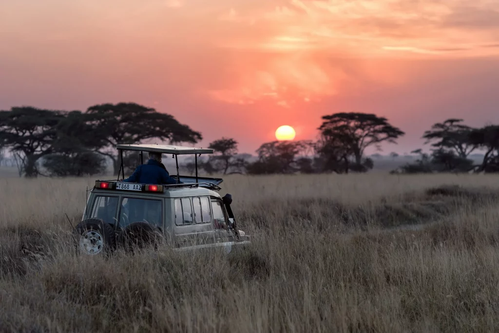 Safari au coucher du soleil dans la savane africaine.