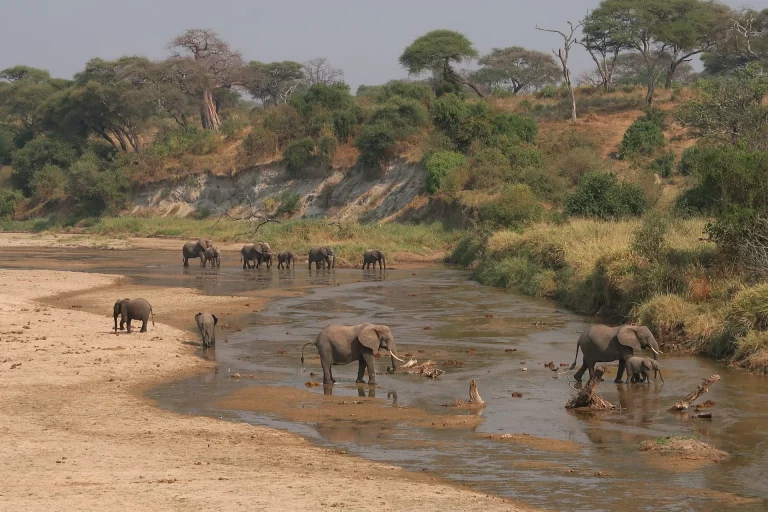 Parc national de Tarangire en Tanzanie avec des paysages de savane et des baobabs.