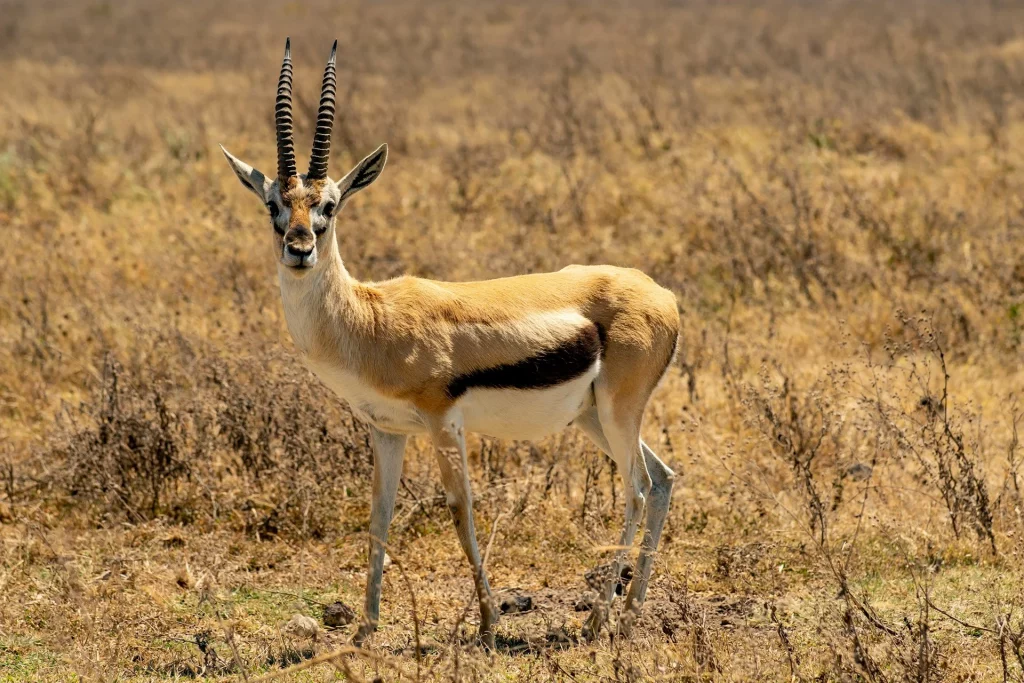 Gazelle de Thomson dans les prairies africaines.