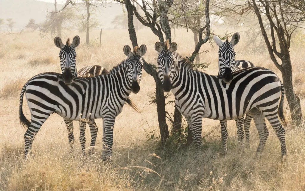 Zèbres sous des arbres africains dans la savane.