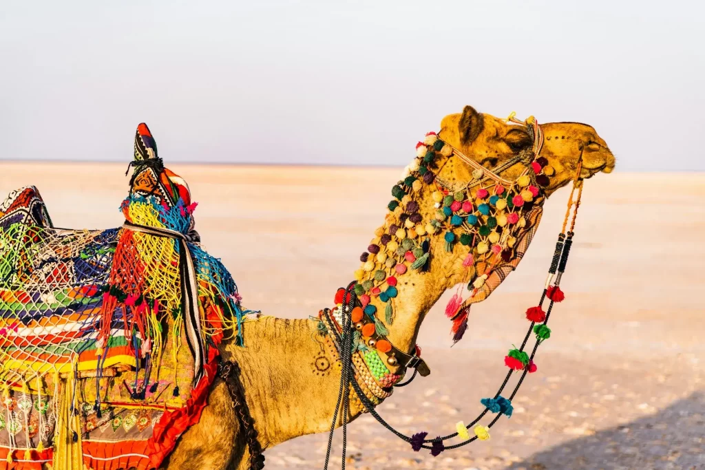 Brown camel on an open field in broad daylight