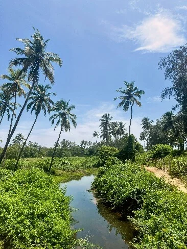 Arbre vert près d'une rivière