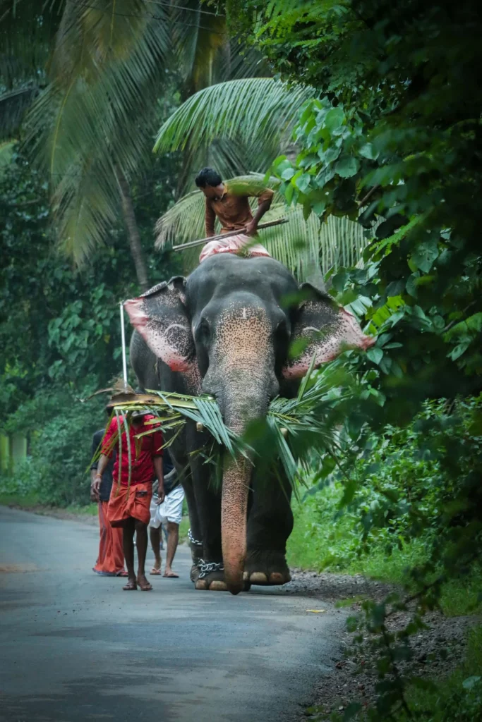 Homme montant un éléphant sur une route