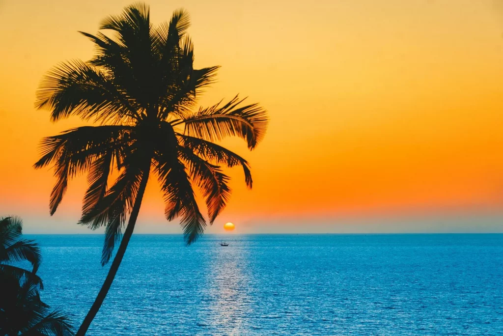 Silhouette de palmier près d'un plan d'eau au coucher du soleil